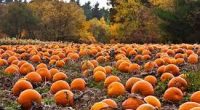 CHANGE OF DATES!!!!! Friday, October 27, 2023 – afternoon Are you ready to find a Halloween pumpkin???? The Parent Advisory Council is sponsoring a pumpkin patch event for all students.